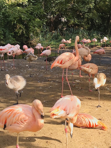 Foto flock von vögeln