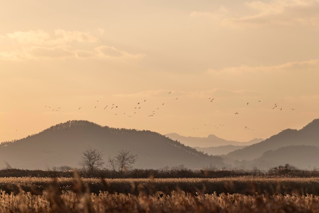 Flocken von Vögeln fliegen am Himmel