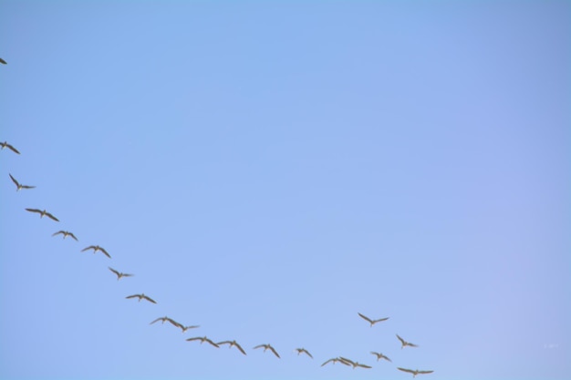 Foto flocken von vögeln fliegen am klaren himmel