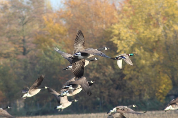 Foto flocken von vögeln fliegen