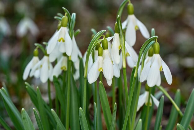 Floco de neve comum branco - Galanthus nivalis - flores que crescem na floresta, detalhe aproximado