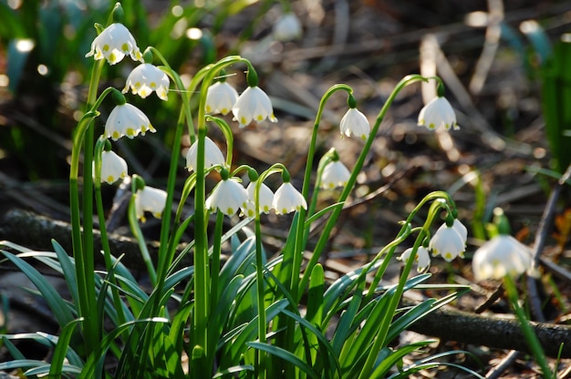 floco de neve de primavera