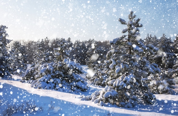 Flocos de neve caindo do céu Abetos cobertos de geada e neve Floresta de inverno