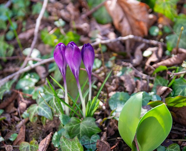 Flocos de neve das primeiras flores roxas no jardim verde da primavera com grama