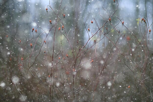 Flocos de neve ramos inverno abstrato, feriado ano novo, neve fria