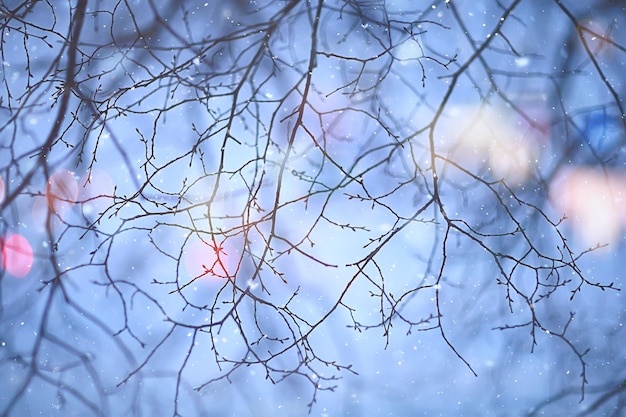 Foto flocos de neve ramos inverno abstrato, feriado ano novo, neve fria