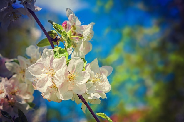 Flofers de estilo de instagram de manzano