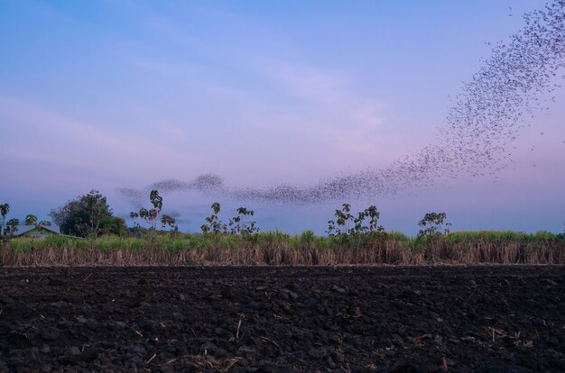 Flog de morcegos sobrevoando o campo agrícola em busca de comida na silhueta da noite no céu crepuscular