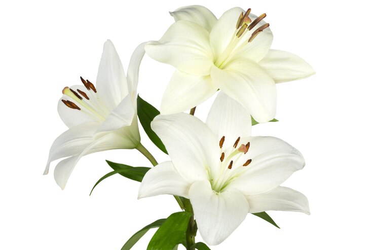 la flor 58