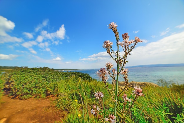 Flor à beira-mar na Sardenha Itália