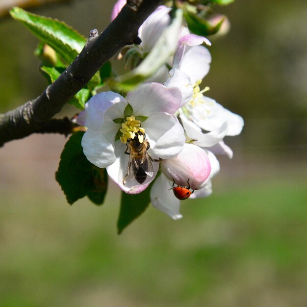 Foto la flor de la abeja de primavera