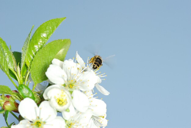 Flor y abeja