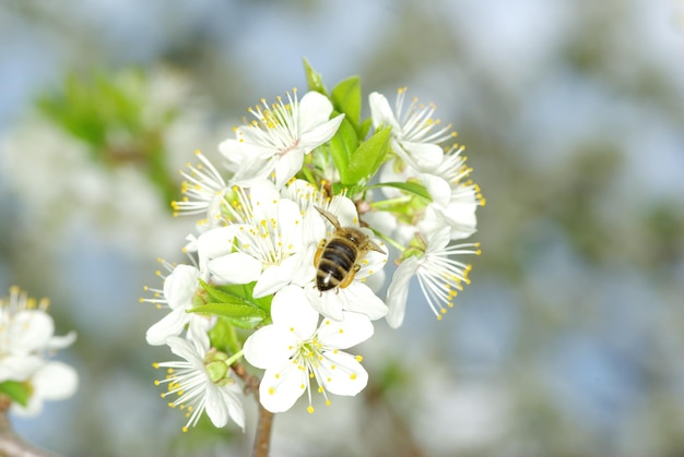 Flor y abeja