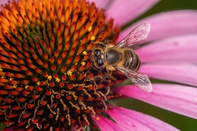 Foto flor y abeja