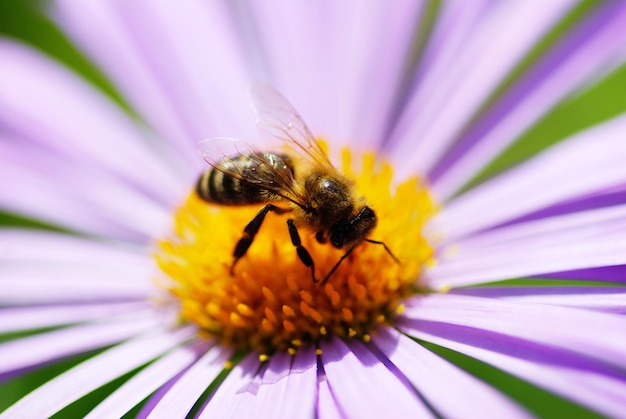 Flor y abeja