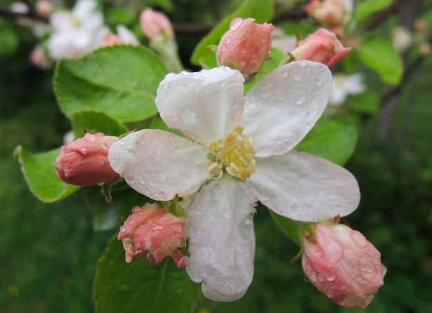 Flor aberta e botões jovens de macieira florescente com gotas de água em pétalas e folhas fechadas