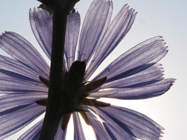 flor de achicoria abierta al sol de la mañana