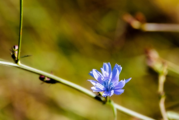 Flor de achicoria azul sobre fondo de hierba verde