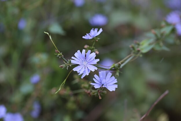 Flor de achicoria en el campo. Enfoque selectivo suave.