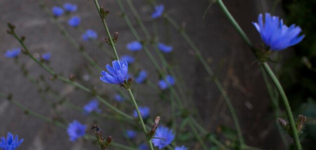 Flor de achicoria en el fondo de la naturaleza