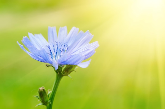 Flor de achicoria en la naturaleza