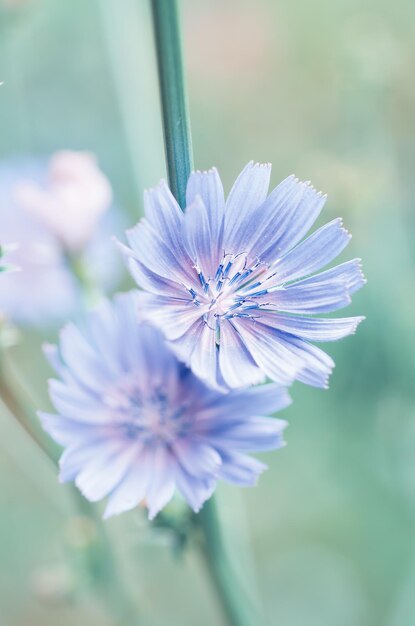 Flor de achicoria en la naturaleza