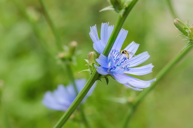 Flor de achicoria en la naturaleza