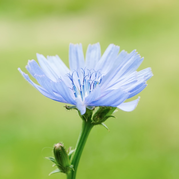 Flor de achicoria en la naturaleza