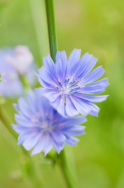 Flor de achicoria en la naturaleza