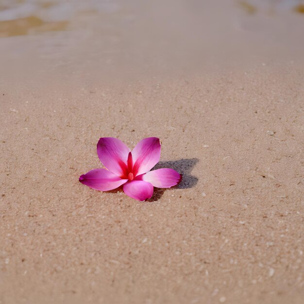 una flor acostada en la arena con el sol brillando sobre ella