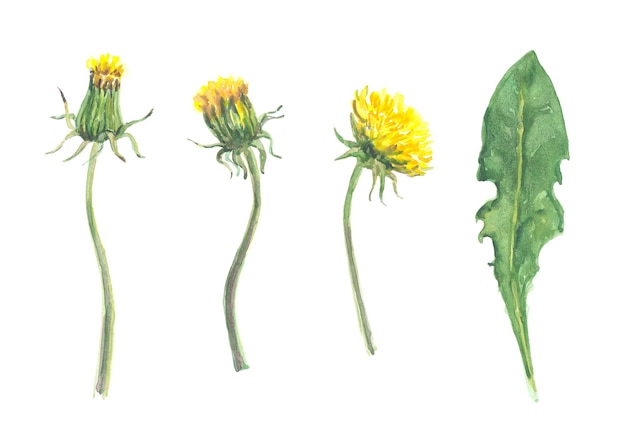 Flor de acuarela brillante con hojas aisladas sobre fondo blanco fácil de cortar