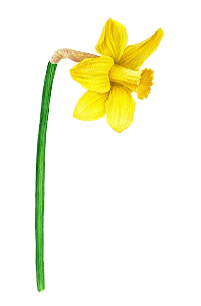 Flor de acuarela Narciso amarillo de la colección botánica vintage