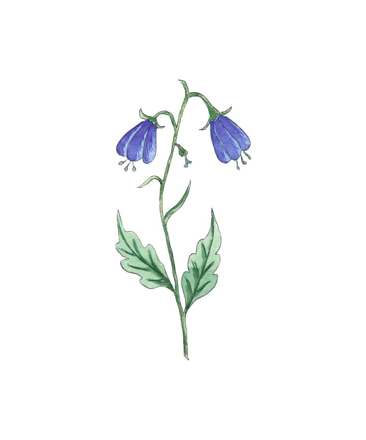 Foto flor de acuarela pintada a mano. flores silvestres aisladas para uso en bodas, vacaciones y decoración