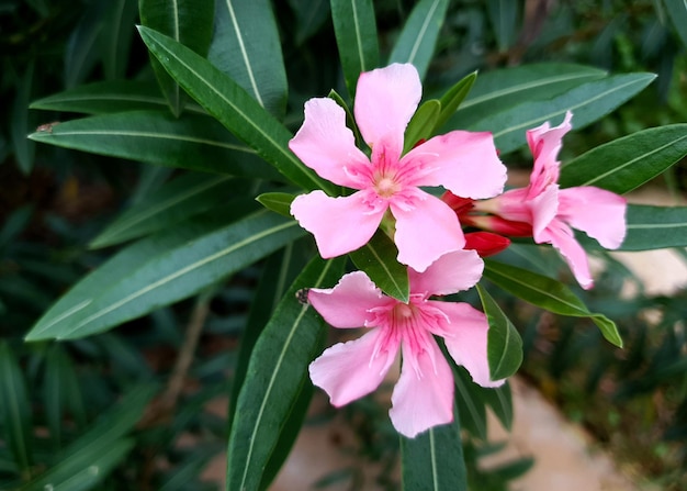 Flor de adelfa Nerium rosa en el jardín