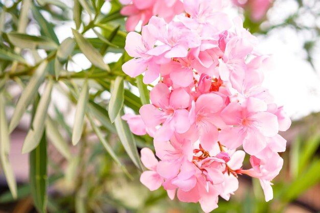 Flor de adelfa rosa claro que florece con hojas verdes Nerium oleander L