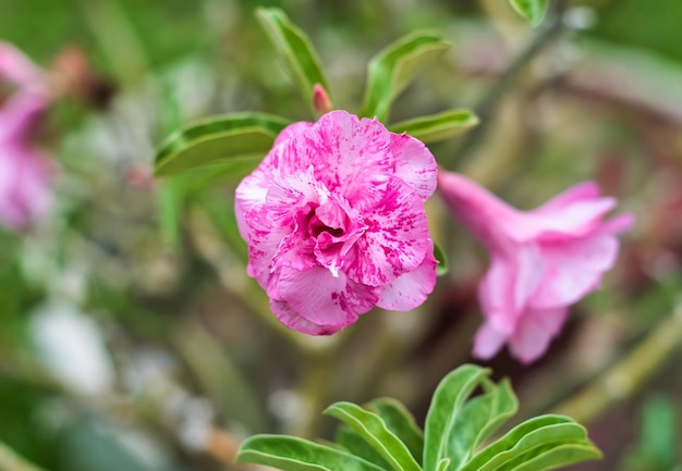 Flor de Adenium obesum Sup Soom Boom mutación cerrar