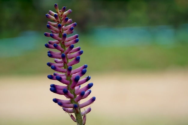 Flor Aechmea gamosepala no jardim