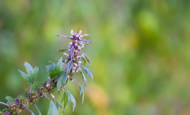 Flor de agripalma Leonurus cardiaca planta medicinal durante la temporada de floración