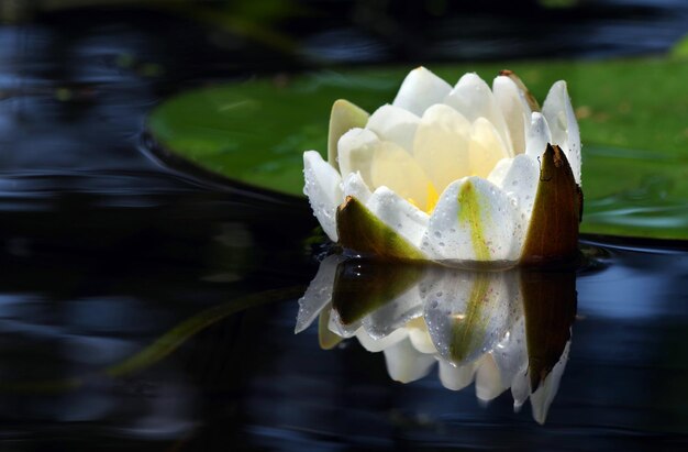 Una flor en el agua