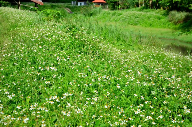 Flor de aguja española o flores de Bidens pilosa en el pueblo de Baan Natong en Phare Tailandia