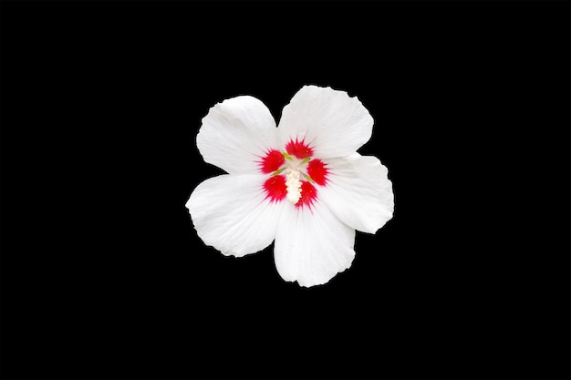 Flor aislada sobre fondo negro. Foto de alta calidad