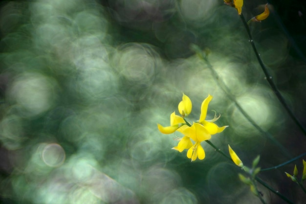 flor, aislado, en, burbuja, bokeh