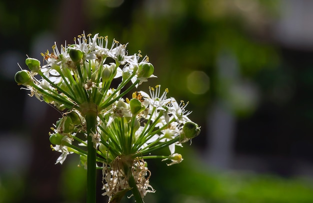 Flor de ajo, la cebolla galesa (Allium fistulosum), también comúnmente llamada cebolla de racimo en foco superficial