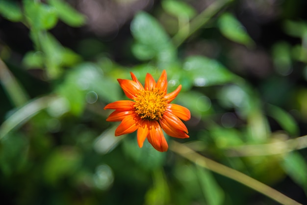 Flor alaranjada do calendula e das pétalas pequenas brilhantes.