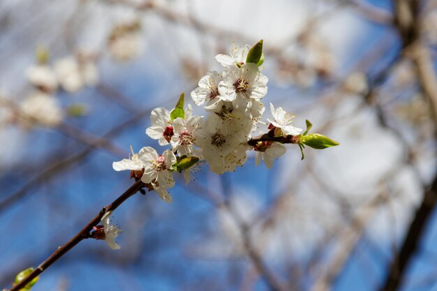 Flor de albaricoquero contra el cielo azul