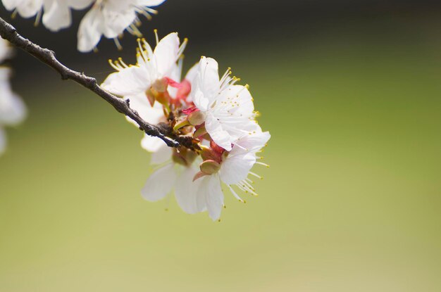 Flor de albaricoquero, fondo de naturaleza floral estacional, profundidad de campo