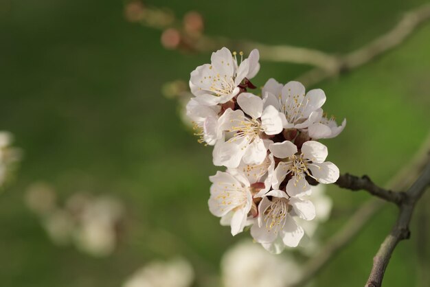 flor de albaricoquero