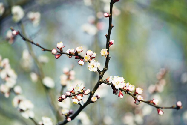 flor de albaricoquero