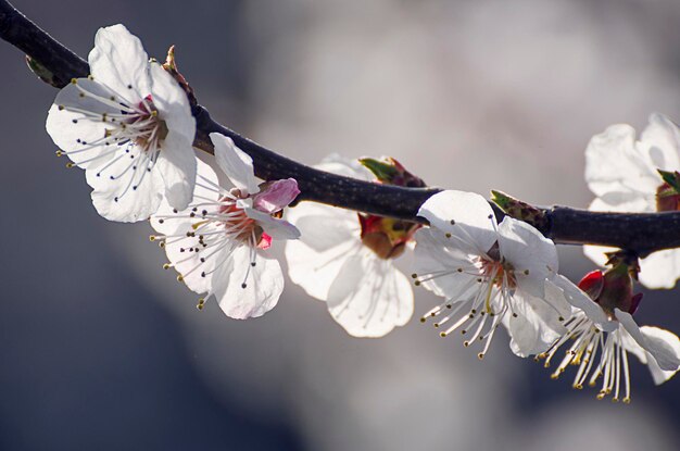 flor de albaricoquero