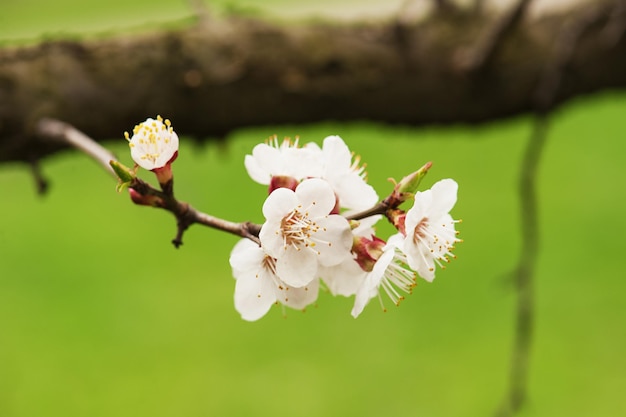 flor de albaricoquero